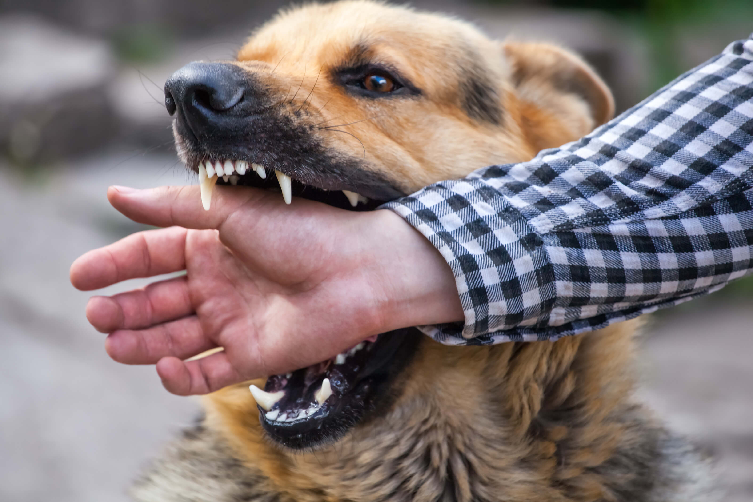 San Jose dog bite attorney san jose dog bite lawyer West Covina Dog Bite Attorney
