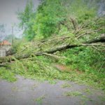Fallen Tree Branch Injury: Who is Responsible?