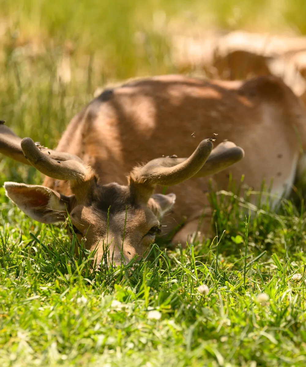 deer accident