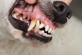 Close-up of an aggressive dog showing its teeth, illustrating the risks addressed under California dog bite laws.