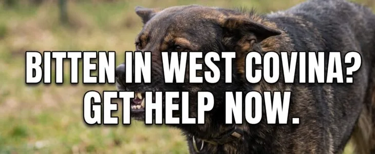 Close-up of an aggressive, dark-coated dog growling and baring its teeth, illustrating the risk of unprovoked dog bites in West Covina, California.