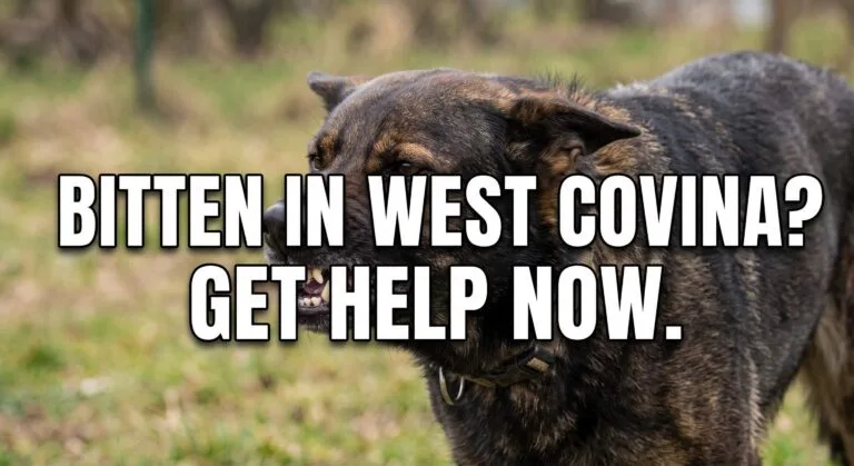 Close-up of an aggressive, dark-coated dog growling and baring its teeth, illustrating the risk of unprovoked dog bites in West Covina, California.